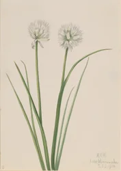 Northern Onion