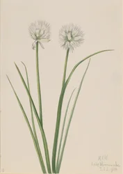 Northern Onion Allium sibiricum, 1920