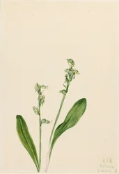 One-Leaf-Bog-Orchid