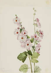 Orange-Eye Globemallow