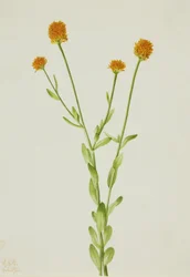 Orange Polygala