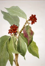 Pacific Dogwood
