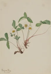 Pale Strawberry (Fragaria Glauca)