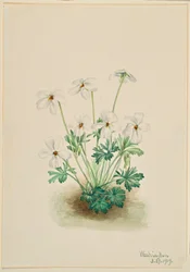 Pansy Violet