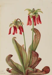Parrot Pitcherplant Sarracenia Psittacina
