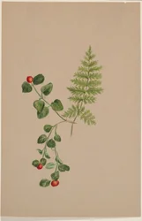 Partridgeberry