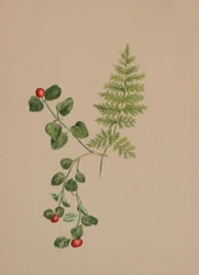 Partridgeberry Mitchella repens