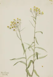 Pearl Everlasting