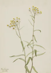 Pearl Everlasting Anaphalis margaritacea