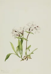 Peatpink (Silene caroliniana)