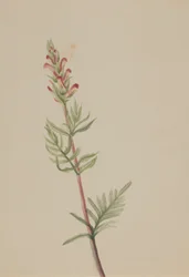 Pedicularis bracteosa