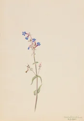 Pentstemon (Pentstemon procerus)