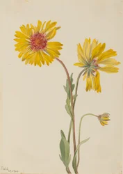 Perennial Gaillardia (Gaillardia aristata)