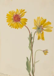 Perennial Gaillardia