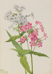 Perennial Phlox Phlox paniculata