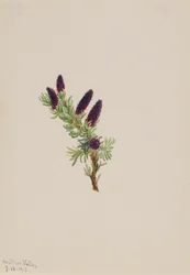 Picea engelmanni