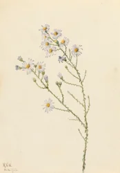 Pineland Aster (Aster squarrosus)