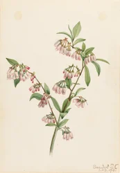Pineland Blueberry