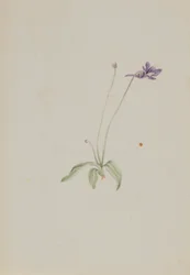 Common Butterwort