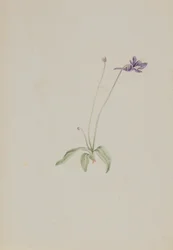 Pinguicula vulgaris, ca. early 1930s