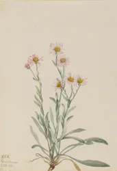 Pink Fleabane