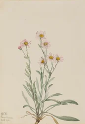 Pink Fleabane Erigeron caespitosus