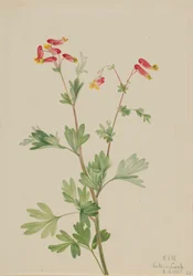 Pink Fumeroot