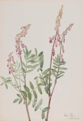 Pink Hedysarum Hedysarum americanum, 1918