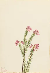 Pink Mountain Heather