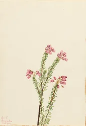 Pink Mountain Heather Phyllodoce empetriformis, 1924