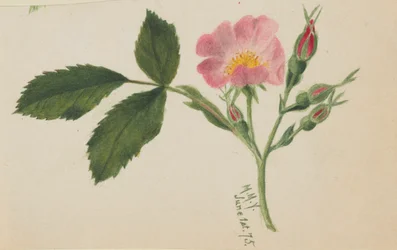 Pink Rose