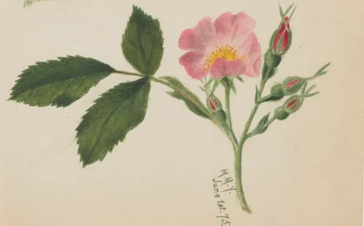 Pink Rose, 1875