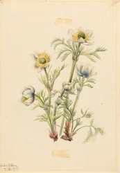 Plume Anemone Pulsatilla occidentalis