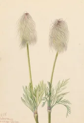 Plume Anemone Pulsatilla Occidentalis