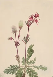 Prairie-Smoke Sieversia ciliata