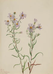 Prairie Aster