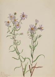 Prairie Aster Aster campestris, 1923