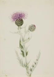 Prairie Thistle Cirsium undulatum