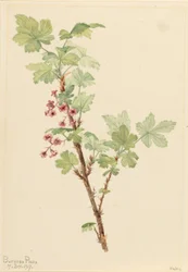 Prickly Currant