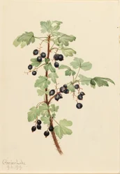 Prickly Currant