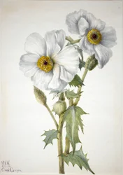 Prickly Poppy