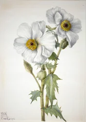 Prickly Poppy Argemone Hispida, 1936