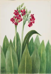 Primrose (Primula parryi)