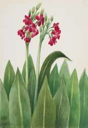 Primrose Primula parryi, 1938
