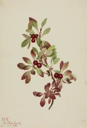 Ptarmiganberry