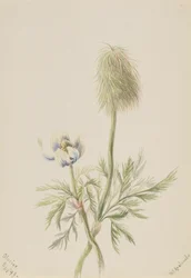 Pulsatilla occidentalis