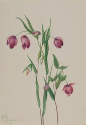 Purple Fairy Lantern Calochortus Anoenum, 1936