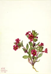 Purple Monkey-Flower