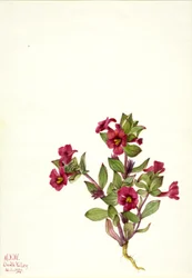 Purple Monkey-Flower