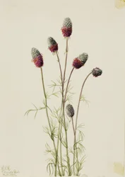 Purple Prairie Clover